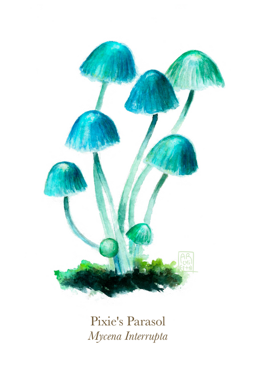 Pixie's parasol