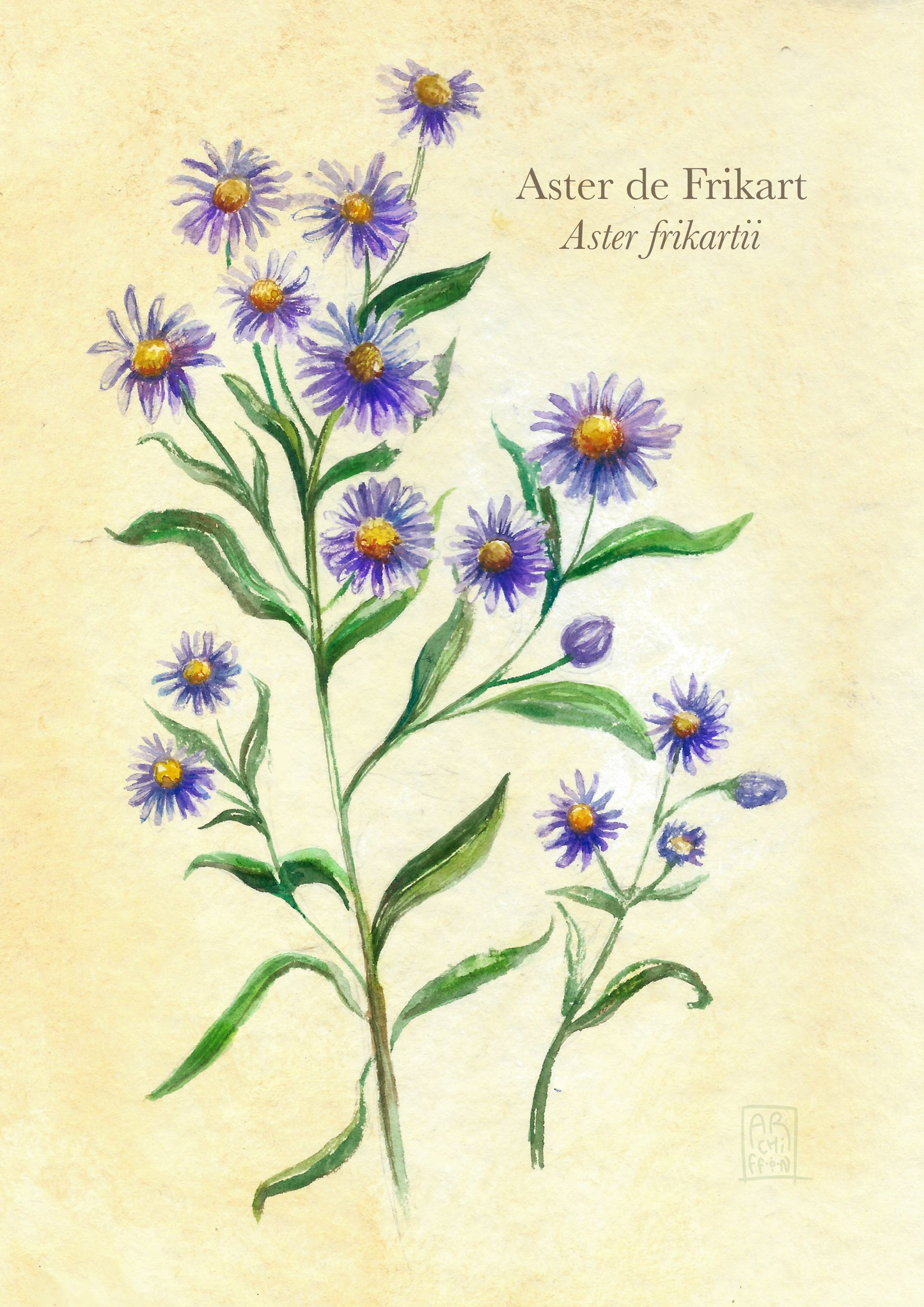 Aster