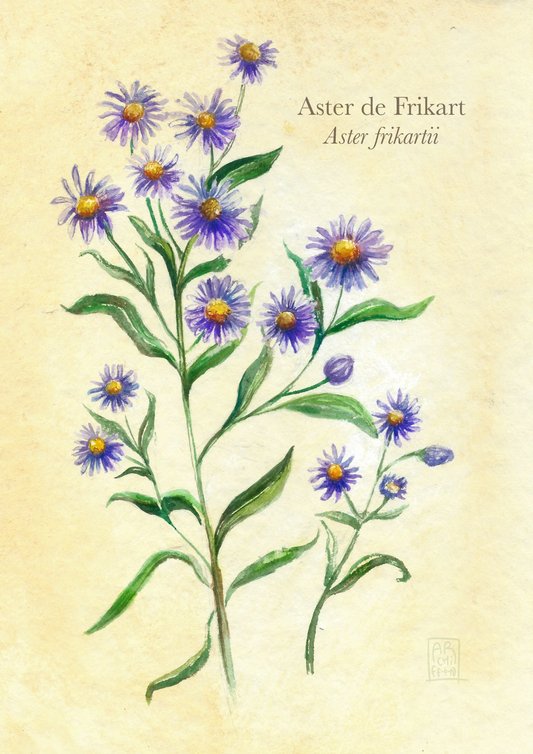 Aster