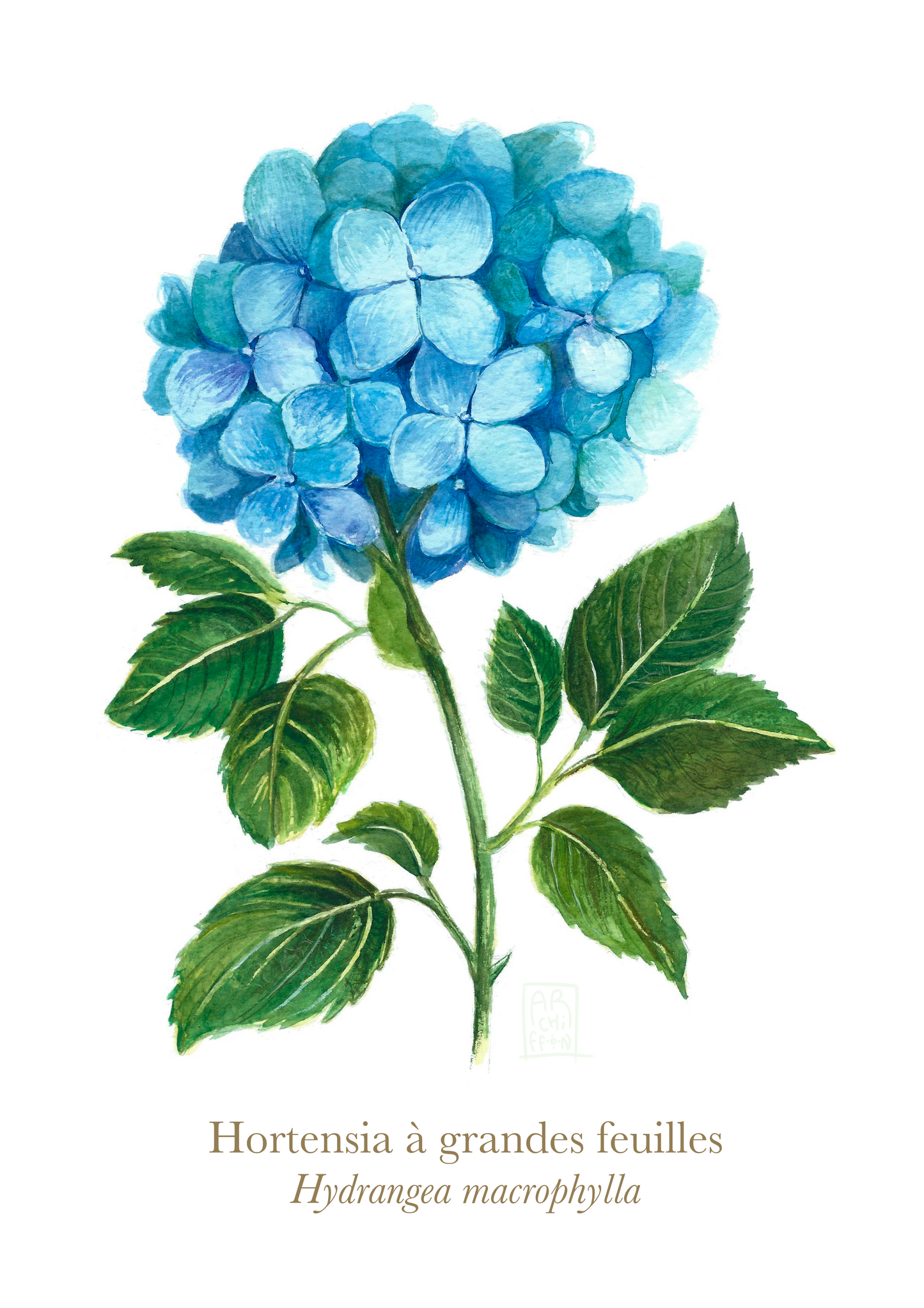 Hortensia