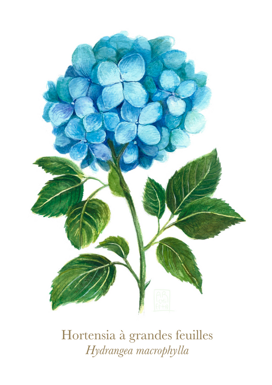 Hortensia