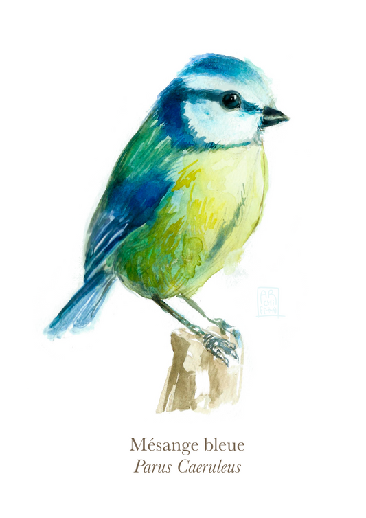 Mésange bleue